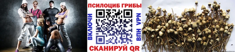 Купить закладки  Гвардейск  Псилоцибиновые грибы мухоморы 